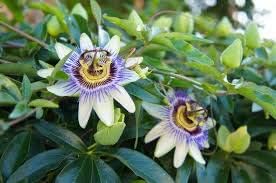 Flower Seeds, Seeds,Seeds For Planting,Plant Seeds