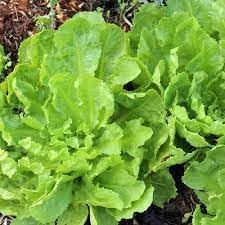 Vegetable Seeds,Garden seeds, Seeds For Planting,Plant Seeds