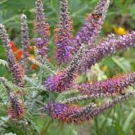 Flower Seeds, Seeds,Seeds For Planting,Plant Seeds