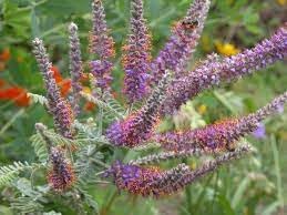 Flower Seeds, Seeds,Seeds For Planting,Plant Seeds
