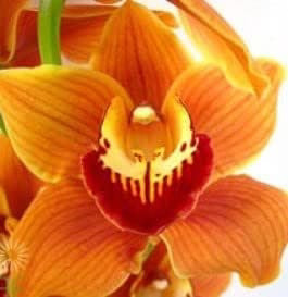 Heirloom Orange Butterfly Orchid Flower Seeds for Planting – Non-GMO, High Germination Exotic Garden Seeds