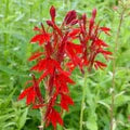 Cardinal Flower Seeds for Planting – Heirloom, Non-GMO, High Germination Long Bloom Season Seeds