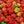 Vegetable Seeds,Garden seeds, Seeds For Planting,Plant Seeds