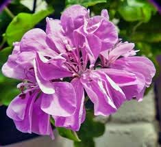 Flower Seeds, Seeds,Seeds For Planting,Plant Seeds