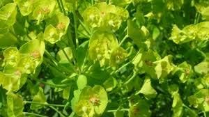 Flower Seeds, Seeds,Seeds For Planting,Plant Seeds