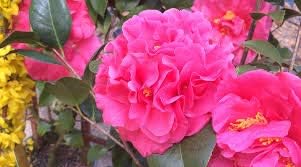Flower Seeds, Seeds,Seeds For Planting,Plant Seeds