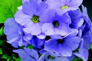 Flower Seeds, Seeds,Seeds For Planting,Plant Seeds