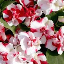 Camellia Impatiens Flower Seeds for Planting – Non-GMO Shade-Loving Blooms for Containers and Borders