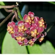 Flower Seeds, Seeds,Seeds For Planting,Plant Seeds