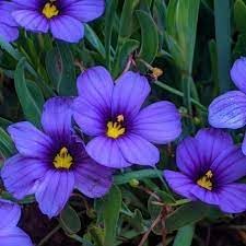 Flower Seeds, Seeds,Seeds For Planting,Plant Seeds