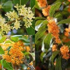 Flower Seeds, Seeds,Seeds For Planting,Plant Seeds
