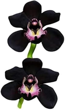 Black Orchid Flower Seeds for Planting – Heirloom, Non-GMO, High Germination Organic Garden Seeds
