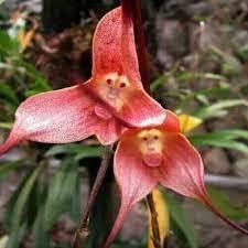 Flower Seeds, Seeds,Seeds For Planting,Plant Seeds