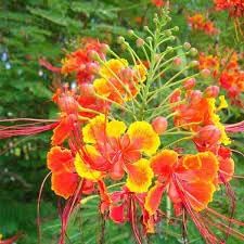 Flower Seeds, Seeds,Seeds For Planting,Plant Seeds