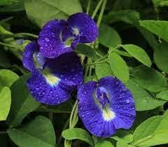 Flower Seeds, Seeds,Seeds For Planting,Plant Seeds
