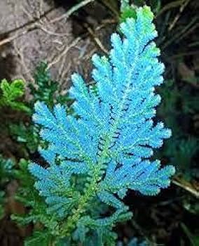 Fern Sky Blue Seeds for Planting – Heirloom, Non-GMO, High Germination, Drought Tolerant