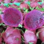 Fruit Seeds,Garden seeds, Seeds For Planting,Plant Seeds