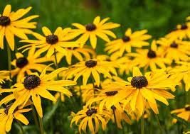 Flower Seeds, Seeds,Seeds For Planting,Plant Seeds