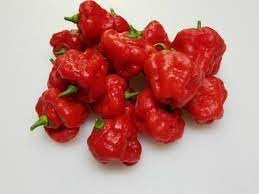 Vegetable Seeds,Garden seeds, Seeds For Planting,Plant Seeds