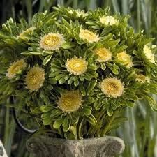 Flower Seeds, Seeds,Seeds For Planting,Plant Seeds