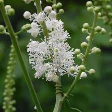 Flower Seeds, Seeds,Seeds For Planting,Plant Seeds