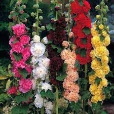 Flower Seeds, Seeds,Seeds For Planting,Plant Seeds