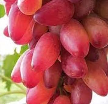 Fruit Seeds,Garden seeds, Seeds For Planting,Plant Seeds