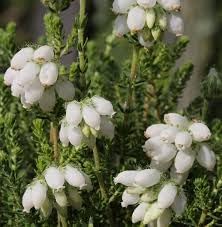 Flower Seeds, Seeds,Seeds For Planting,Plant Seeds