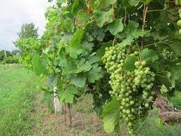 Fruit Seeds,Garden seeds, Seeds For Planting,Plant Seeds