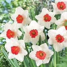 Flower Seeds, Seeds,Seeds For Planting,Plant Seeds