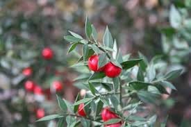 Fruit Seeds,Garden seeds, Seeds For Planting,Plant Seeds