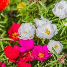 Flower Seeds, Seeds,Seeds For Planting,Plant Seeds