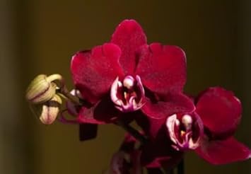 Flower Seeds, Seeds,Seeds For Planting,Plant Seeds