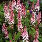 Flower Seeds, Seeds,Seeds For Planting,Plant Seeds