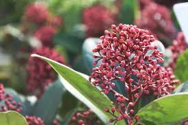 Flower Seeds, Seeds,Seeds For Planting,Plant Seeds