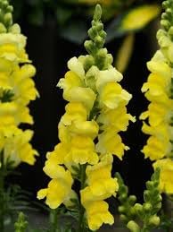 Flower Seeds, Seeds,Seeds For Planting,Plant Seeds