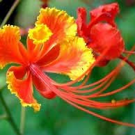 Flower Seeds, Seeds,Seeds For Planting,Plant Seeds