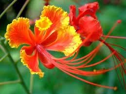 Flower Seeds, Seeds,Seeds For Planting,Plant Seeds