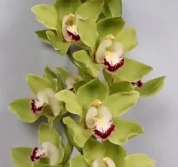 Flower Seeds, Seeds,Seeds For Planting,Plant Seeds