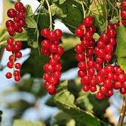 Fruit Seeds,Garden seeds, Seeds For Planting,Plant Seeds