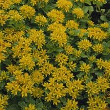 Flower Seeds, Seeds,Seeds For Planting,Plant Seeds