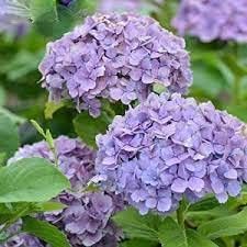 Flower Seeds, Seeds,Seeds For Planting,Plant Seeds