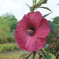 Burgundy Hibiscus Flower Seeds for Planting – Heirloom, Non-GMO, High Germination Organic Garden Seeds