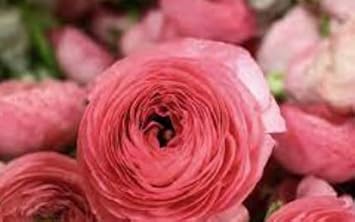 Flower Seeds, Seeds,Seeds For Planting,Plant Seeds