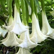 Flower Seeds, Seeds,Seeds For Planting,Plant Seeds