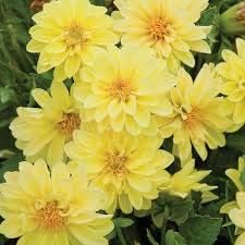 Flower Seeds, Seeds,Seeds For Planting,Plant Seeds