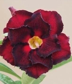 Flower Seeds, Seeds,Seeds For Planting,Plant Seeds