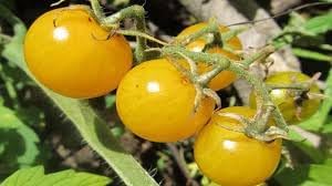 Vegetable Seeds,Garden seeds, Seeds For Planting,Plant Seeds