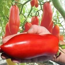 Vegetable Seeds,Garden seeds, Seeds For Planting,Plant Seeds