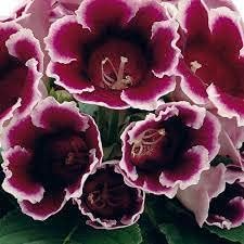 Flower Seeds, Seeds,Seeds For Planting,Plant Seeds